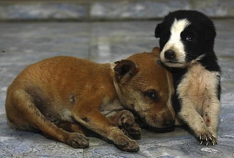 அடைக்கலம் தாருங்கள்