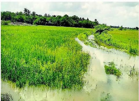 நாகப்பட்டினம்: வடியத் தொடங்குகிறது வயல்களில் தேங்கிய மழை நீர்