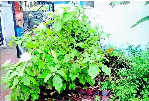 வீட்டிலேயே இயற்கை விவசாயம்