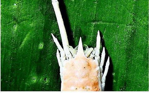 தூத்துக்குடி: ஆய்வில் சிக்கியது புதிய சிங்கி இறால்