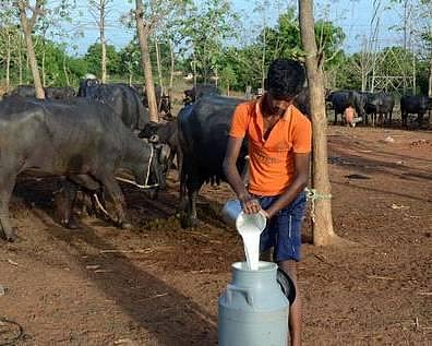 கோமாரி நோய்: நாள்தோறும் 2.50 லட்சம் லிட்டர் பால் கொள்முதல் குறைகிறது