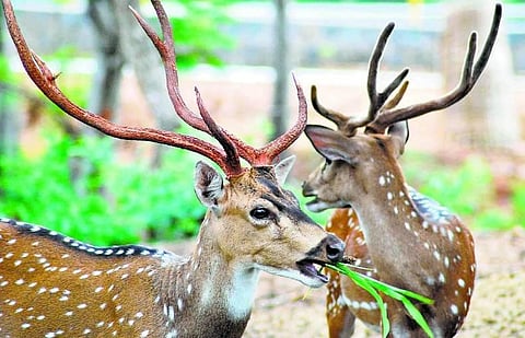 விலங்குகள் புரியும் விந்தைகள்