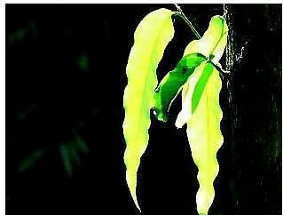 எல்லாருக்குமான சூரியன்