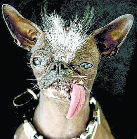 பலரது அன்பையும் பெற்ற உலகின் அழகற்ற நாய் இறந்தது