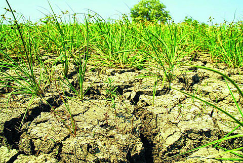 பயிர்க் காப்பீட்டுத் தொகை விவகாரத்தில் என்னதான் நடக்கிறது?: மாநில அரசு மனது வைத்தால்தான் முடியும்