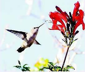 பறவைகள் பலவிதம்