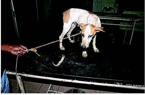 சென்னையில் நாய் வாலை வெட்டிய 4 இளைஞர்கள் கைது