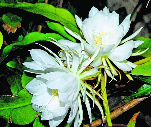 ஆண்டுக்கு ஒரு முறை மலரும் பிரம்ம கமலம்