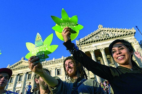 கஞ்சா பயிரிடலாம், விற்கலாம், புகைக்கலாம்