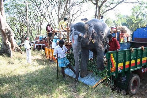 கோயில் யானைகளுக்கு தொந்தரவு கூடாது: அறநிலையத்துறை கட்டுப்பாடு