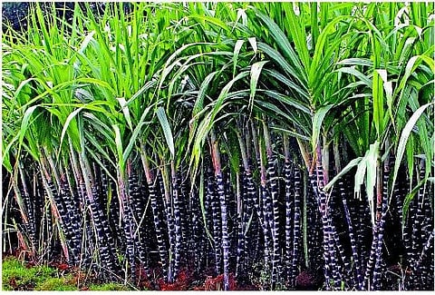 திண்டுக்கல்: பொங்கல் அறுவடைக்குத் தயாராகும் செங்கரும்பு - மகசூல் பாதிப்பு