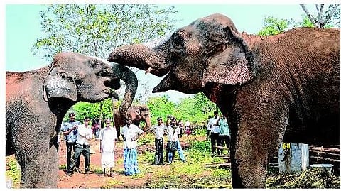 காட்டு யானைகளுக்கு நோய்த் தொற்று அபாயம்!