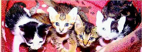 121 பூனைகள், 1.25 கோடி ரூபாய்