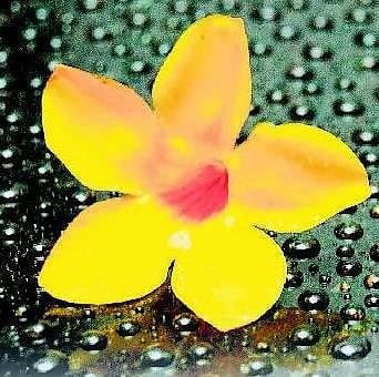 மகனுக்கு புகன்ற நீதி