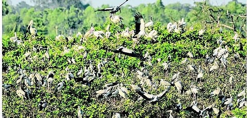 வேடந்தாங்கலுக்கு 15 ஆயிரம் பறவைகள் வருகை - பார்வையாளர்கள் எண்ணிக்கை அதிகரிப்பு