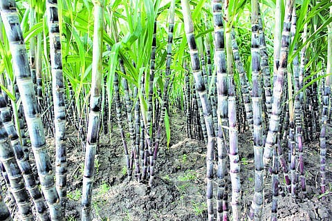 நெல்லை: மங்கள மஞ்சள்; இனிக்கும் கரும்பு அறுவடைக்கு தயார்