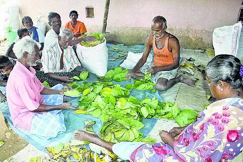 திண்டுக்கல்: பனியால் வெற்றிலை விலை வீழ்ச்சி