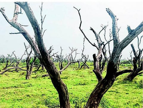 பட்டுப்போன மரங்களால் பறந்துபோன பறவைகள்