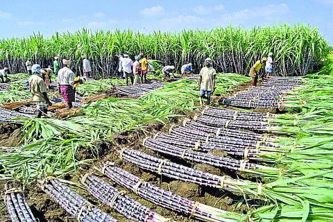 விருதுநகர்: கட்டுக்கு ரூ.100 உயர்வு; கரும்பு அறுவடை தீவிரம்