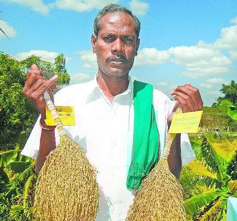 பாரம்பரிய நெல்லைக் காக்கும் கரங்கள்