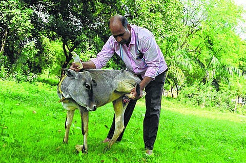 விலங்குகளின் காவலன்