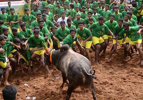 மதுரை, திருச்சியில் விறுவிறுப்பான ஜல்லிக்கட்டு: 901 காளைகள் பங்கேற்பு; 88 வீரர்கள் காயம்