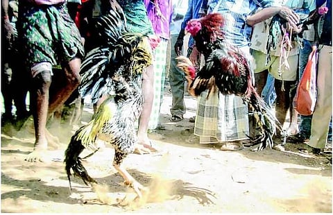 கரூர் அருகே களைகட்டிய சேவல் சண்டை