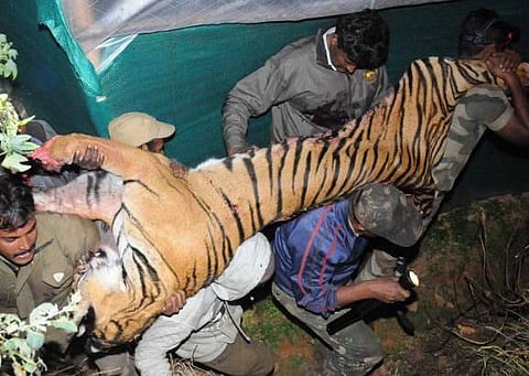 30 ரவுண்டு.. 18 தோட்டாக்கள்: புலி வேட்டையில் புதிய தகவல்கள்