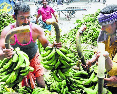 `சிண்டிகேட்’ அமைத்து விலை குறைத்த வியாபாரிகள்: கடும் நஷ்டத்தில் வாழை விவசாயிகள்