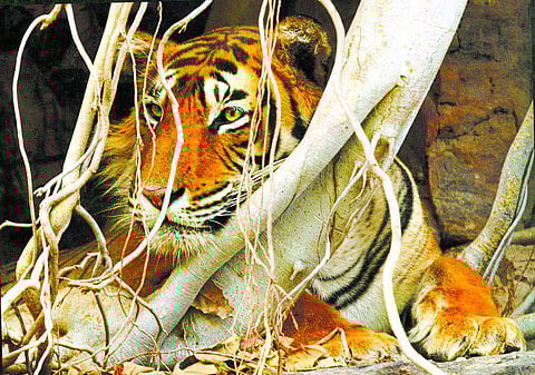 கொல்வதுதான் இறுதித் தீர்வா?