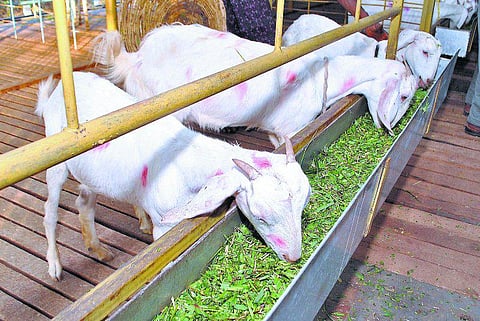 திண்டுக்கல்: முகநூலில் (பேஸ்புக்) அறிமுகமாகி சுயதொழிலில் கைகோர்ப்பு: பொறியியல் பயின்று ஆடு வளர்ப்பில் சாதிக்கும் இளைஞர்கள்