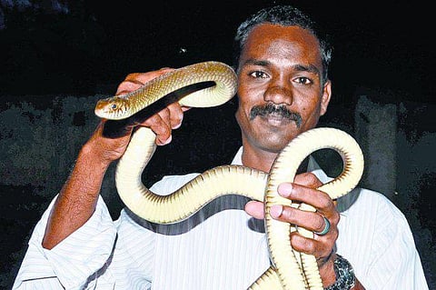 கோவை﻿: பாம்பு நண்பர்களின் பரிதாப வாழ்க்கை﻿