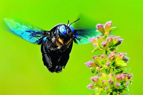 எவரெஸ்டுக்கு மேல் பறக்கலாம்