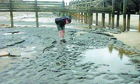 8 லட்சம் ஆண்டு பழமையான மனித காலடித் தடங்கள்﻿: இங்கிலாந்து ஹப்பிஸ்பர்க்கில் கண்டுபிடிப்பு﻿