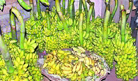 திண்டுக்கல்: வறட்சியால் வாழைத்தார் விலை `கிடுகிடு உயர்வு: ரூ. 10-க்கு ஒரு பழம் விற்பனையால் மக்கள் அதிர்ச்சி