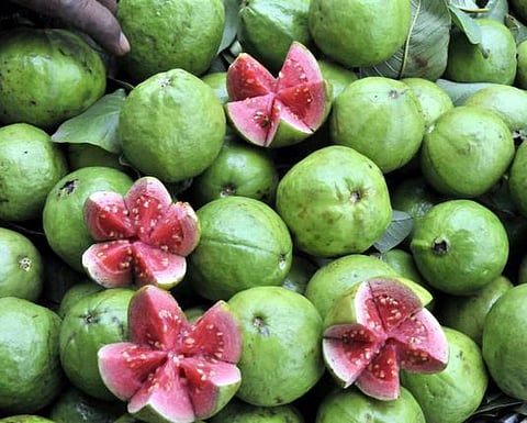 மருந்தாகும் கொய்யா