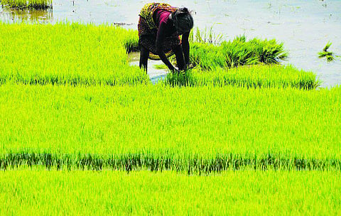 சம்பா சாகுபடி: நெல்வளமும் சொல்வளமும்