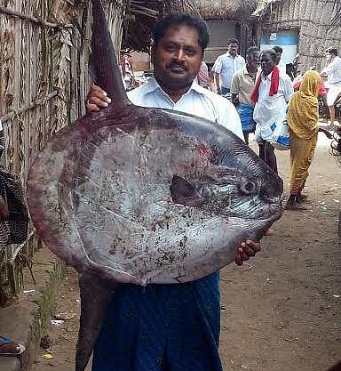 பாம்பன் மீனவர் வலையில் சிக்கிய அரிய வகை சூரிய மீன்