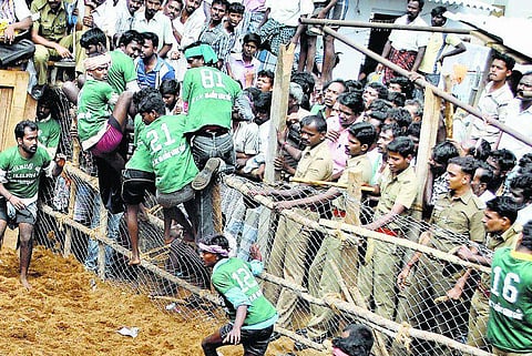 திண்டுக்கல்: சிறுவன் மரணத்தால் வந்தது `ஜல்லிக்கட்டுக்கு சிக்கல்: காற்றில் பறந்த உச்சநீதிமன்ற நிபந்தனைகள்