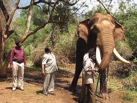 கோவை: கும்கி நஞ்சனின் பரிதாப மரணம்