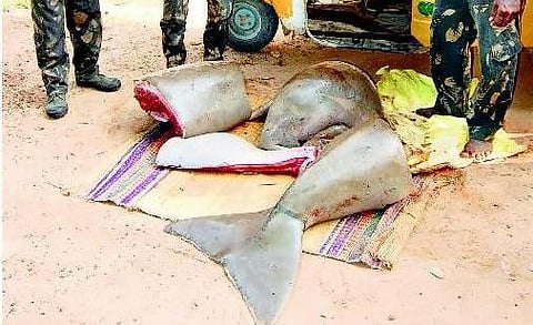 அழிவின் விளிம்பில் ஆவுளியா