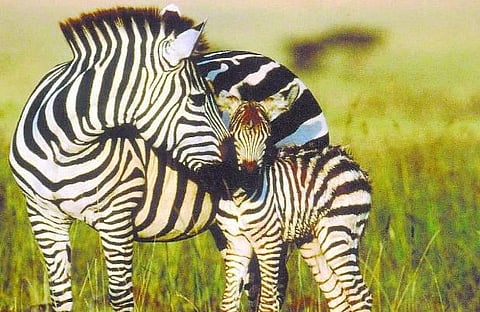 வரிக்குதிரைகளும் குரைக்கும்