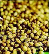 உணவே மருந்து: மல்லி விதை மகிமை﻿