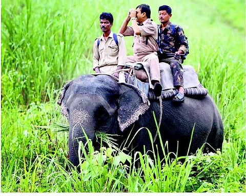 இயற்கை அழிவு: அணி நிழற் காடு﻿