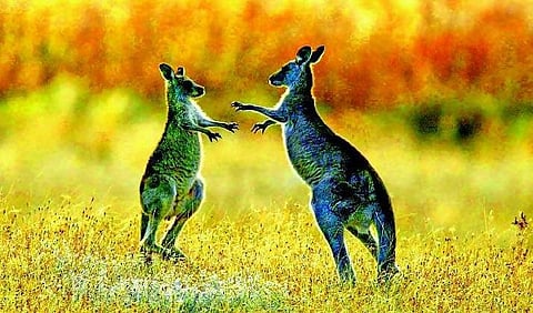 உயிரினங்கள்: அசைபோடும்  கங்காரு﻿