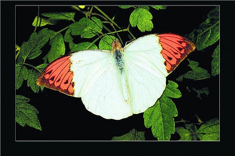 பூச்சிகளின் தேசம்