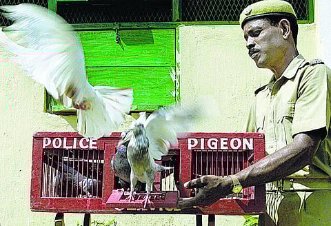 கூண்டுப் பறவையைப் பறக்க விடலாமா?