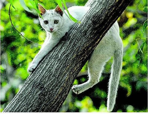 உயிரினம் பூனை: சத்தமின்றி வேட்டை﻿