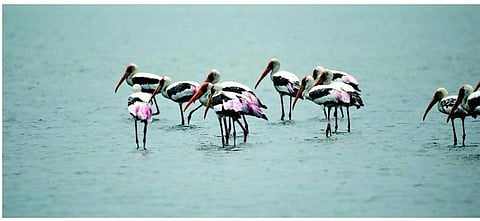 சூழலியல் சீர்கேடு- செய்யூர் திட்டம்: உண்மை விலை என்ன?﻿