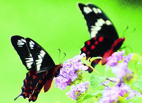 வண்ணத்துப் பூச்சி:  நீண்ட தூரப் பயணம்!﻿